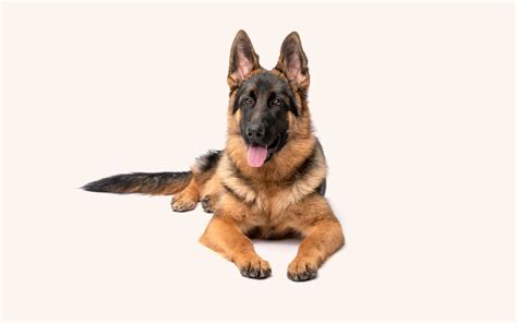  Why Are They So Expensive? Breeding a healthy and well-behaved German Shepherd puppy is not easy! It is not as simple as crossing German Shepherds together